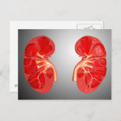 Querschnittliche menschliche Niere Postkarte (Vorne/Hinten)