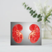 Querschnittliche menschliche Niere Postkarte (Stehend Vorderseite)