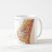 Querschnittsdiagramm des menschlichen Brustkorbs Kaffeetasse (VorderseiteRechts)
