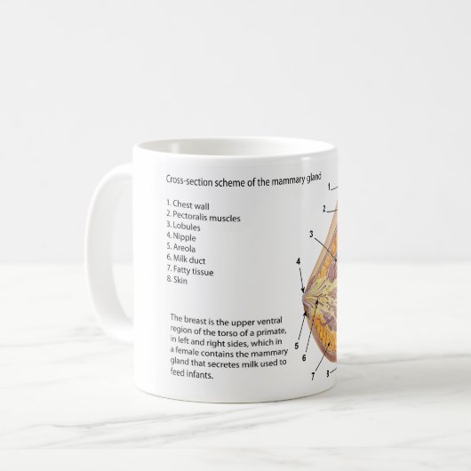 Querschnittsdiagramm des menschlichen Brustkorbs Kaffeetasse (Vorderseite Links)