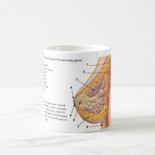 Querschnittsdiagramm des menschlichen Brustkorbs Kaffeetasse