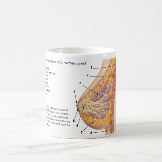 Querschnittsdiagramm des menschlichen Brustkorbs Kaffeetasse (Mittel)