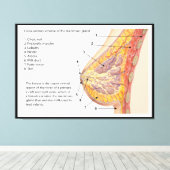 Querschnittsdiagramm des menschlichen Brustkorbs Leinwanddruck (Insitu (Holzboden))
