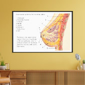 Querschnittsdiagramm des menschlichen Brustkorbs Leinwanddruck (Insitu (Wohnzimmer))
