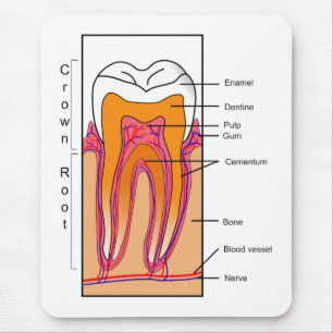 Querschnittsdiagramm eines menschlichen Zahnes Mousepad