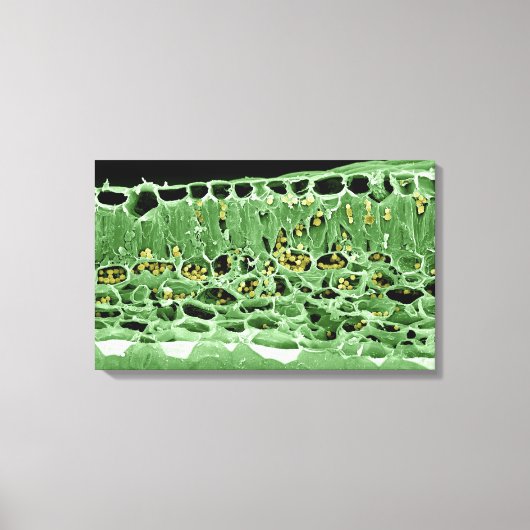 Querschnittsteil von Leaf Leinwanddruck (Vorderseite)