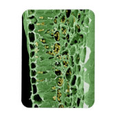 Querschnittsteil von Leaf Magnet (Vertikal)