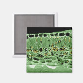 Querschnittsteil von Leaf Magnet (Vorderseite/Rückseite)