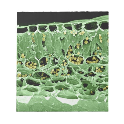 Querschnittsteil von Leaf Notizblock (Vorderseite)