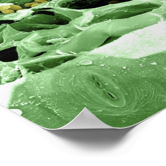 Querschnittsteil von Leaf Poster (Ecke)