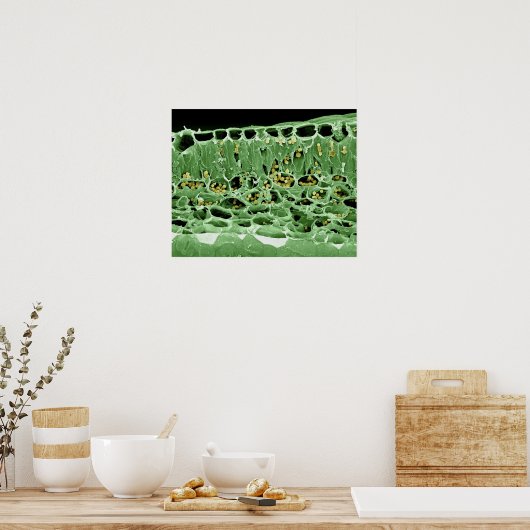 Querschnittsteil von Leaf Poster (Küche)