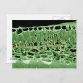 Querschnittsteil von Leaf Postkarte (Vorne/Hinten)