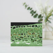 Querschnittsteil von Leaf Postkarte (Stehend Vorderseite)