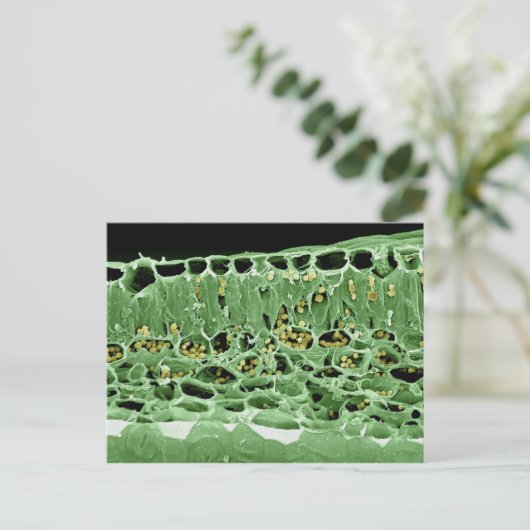 Querschnittsteil von Leaf Postkarte (Stehend Vorderseite)