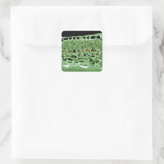 Querschnittsteil von Leaf Quadratischer Aufkleber (Tasche)