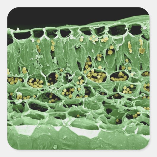 Querschnittsteil von Leaf Quadratischer Aufkleber (Vorderseite)