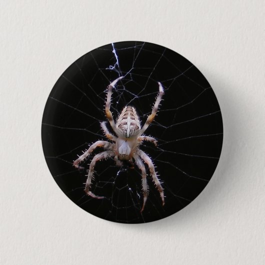 Querspinne ~ Knopf Button (Vorderseite)