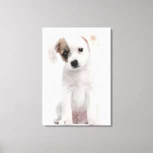 Querzuchtwelpe (2 Monate alte) Leinwanddruck