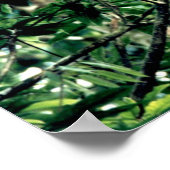 Quetzal, Monteverde, Costa Rica Poster (Ecke)