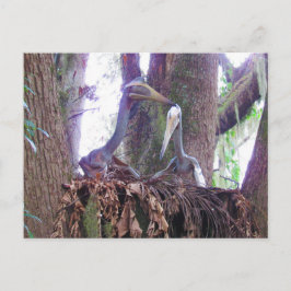 Quetzaloatlus - Dinosaur - Lernkarte Postkarte