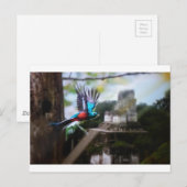 Quetzel in Tikal Postkarte (Vorne/Hinten)