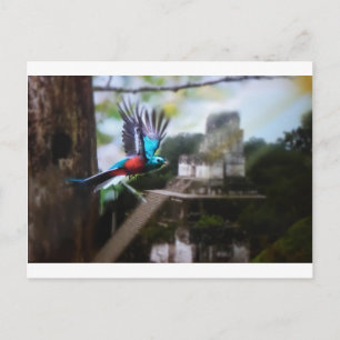 Quetzel in Tikal Postkarte