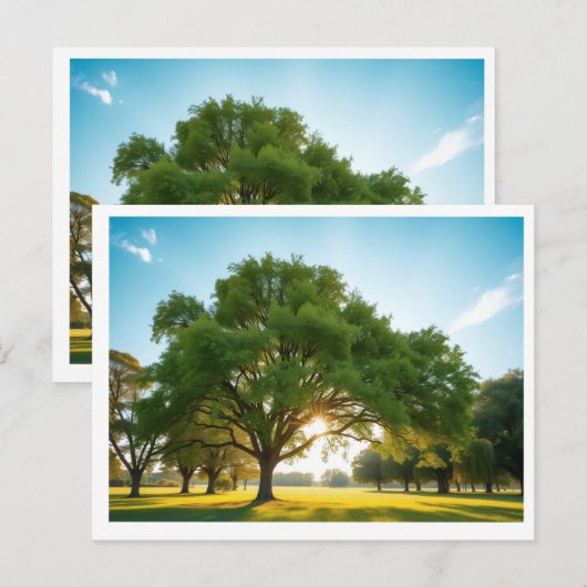 Quiet Time With a Big Tree – Postcard Postkarte (Vorne/Hinten)