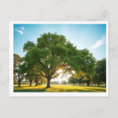 Quiet Time With a Big Tree – Postcard Postkarte (Vorderseite)