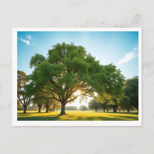 Quiet Time With a Big Tree – Postcard Postkarte (Vorderseite)