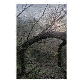 Quiet Woodland Light – Minimal Nature Photography  Poster