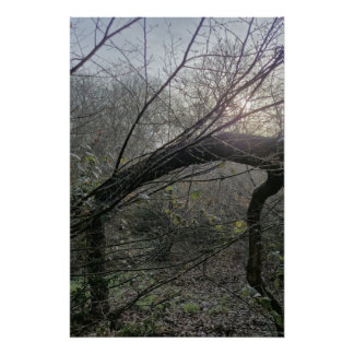 Quiet Woodland Light – Minimal Nature Photography  Poster