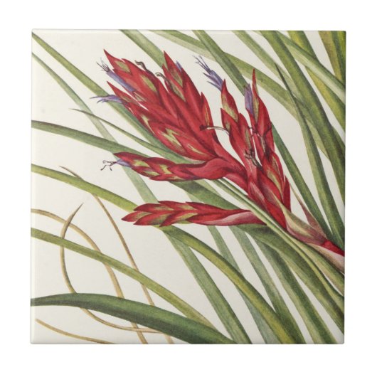Quill-Leaf Tillandsia von Mary Vaux Walcott Fliese (Vorderseite)