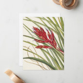Quill-Leaf Tillandsia von Mary Vaux Walcott Mitteilungskarte (Vorderseite/Rückseite Beispiel)