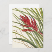 Quill-Leaf Tillandsia von Mary Vaux Walcott Mitteilungskarte (Vorne/Hinten)