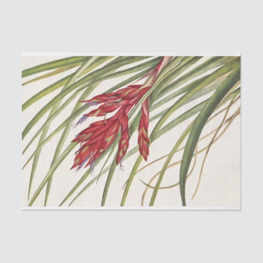 Quill-Leaf Tillandsia von Mary Vaux Walcott Seidenpapier (Vorderseite)