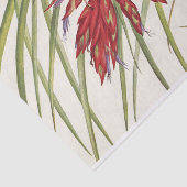 Quill-Leaf Tillandsia von Mary Vaux Walcott Seidenpapier (Ausschnitt)