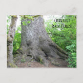 Quinault Rain Forest Travel Foto Postkarte (Vorderseite)