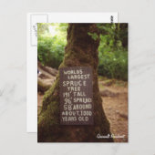 Quinault Rainforest Postkarte (Vorne/Hinten)