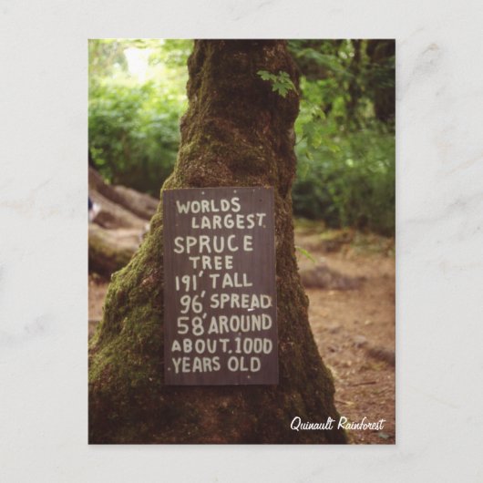 Quinault Rainforest Postkarte (Vorderseite)