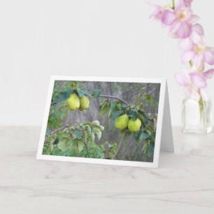 Quince Fruit Card Karte