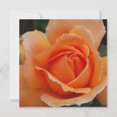 Quinceanera orange Rosen-Geburtstag Einladung (Rückseite)