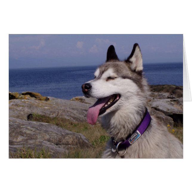 QuinnDog am Meer (Vorderseite (Horizontal))