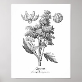 Quinoa Vintage botanische Illustration Poster