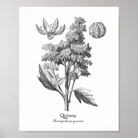 Quinoa Vintage botanische Illustration Poster (Vorne)