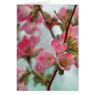 Quinte Blüten