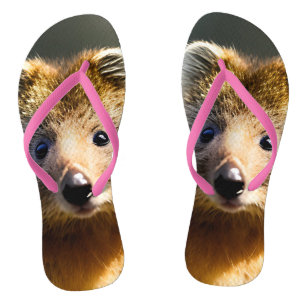 Quintin das ingwerfarbene Quokka, Flip Flops Badesandalen