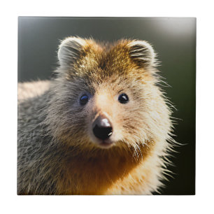 Quintin The Ginger Quokka, Keramik Tile Fliese