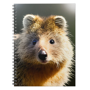 Quintin The Ginger Quokka, Notebook Notizblock
