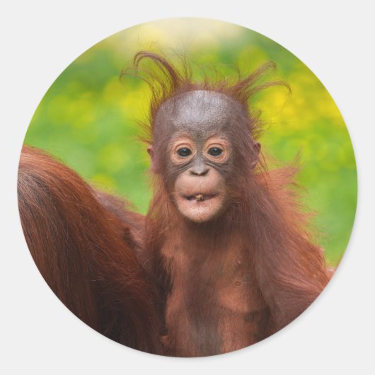 Quirky Charm of an Orangutan Baby Runder Aufkleber (Vorderseite)