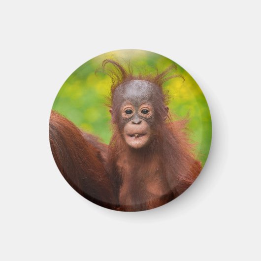 Quirky-Charme eines Orangutan-Babys Magnet (Vorne)